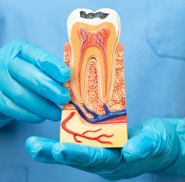 With our state-of-the-art equipment and high-resolution imaging, no root or canal is too complex for our experienced clinicians.